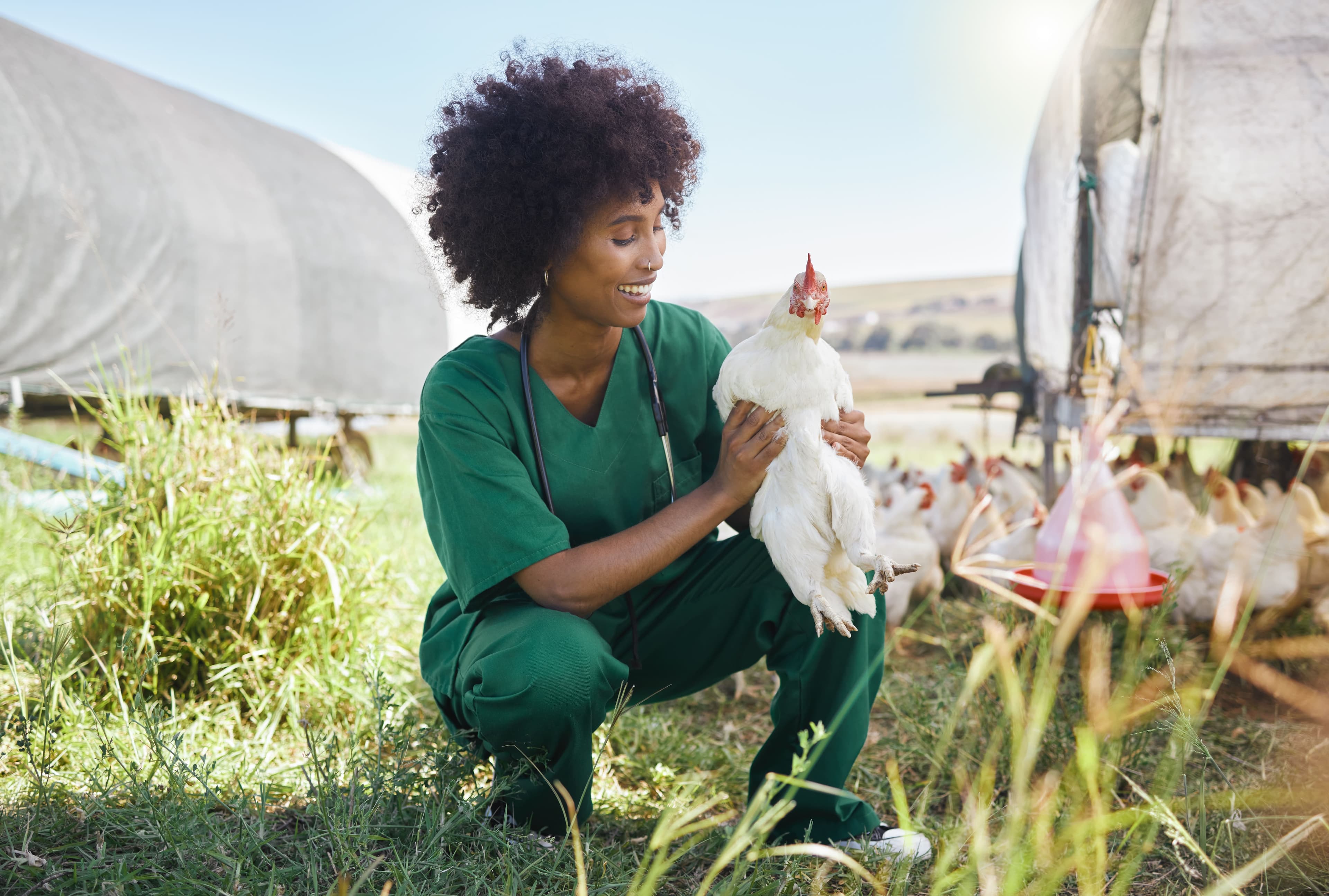 Agriculture Veterinary
